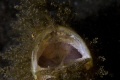   yawning hairy frogfish canon 20D EF 100mm macro ikelite housing strobes  